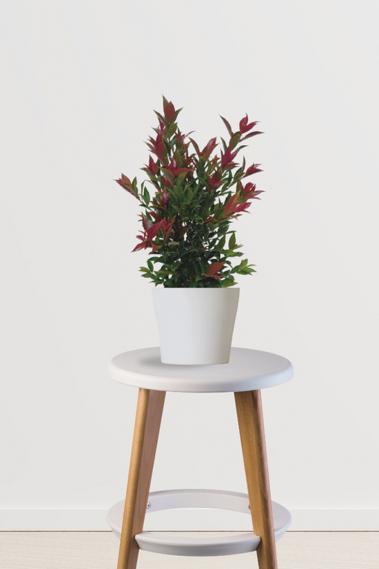 Syzygium bushy plant for landscaping
