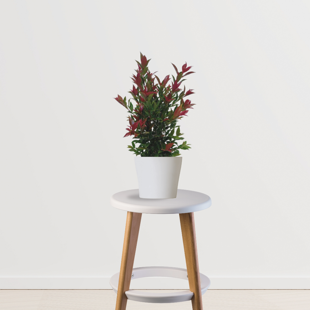 Syzygium bushy plant for landscaping
