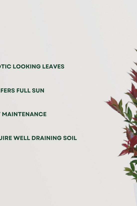 Syzygium bushy plant for landscaping
