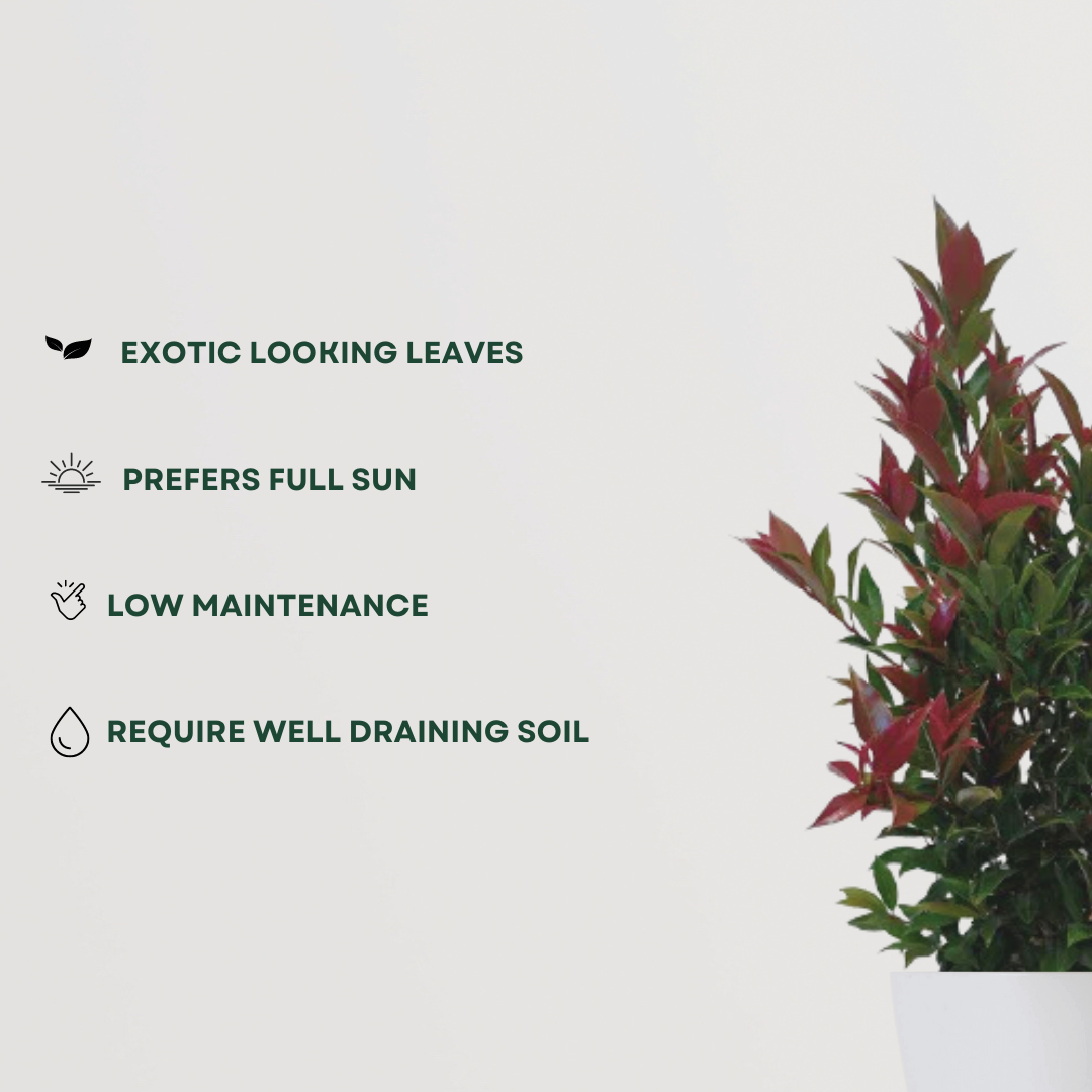 Syzygium bushy plant for landscaping
