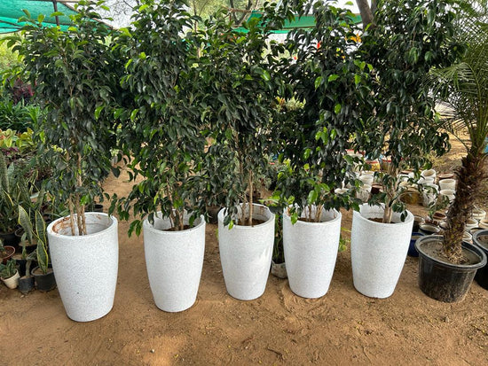 Tolly series premium plastic planter
