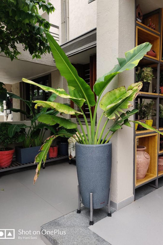 Tolly series premium plastic planter
