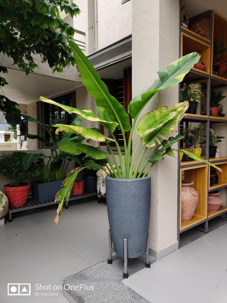 Tolly series premium plastic planter
