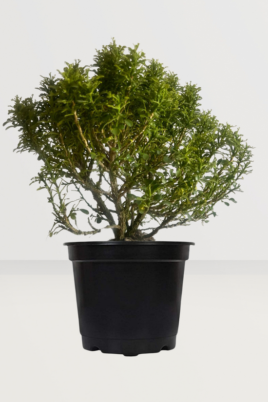 Table Kamini Plant - GardenGram