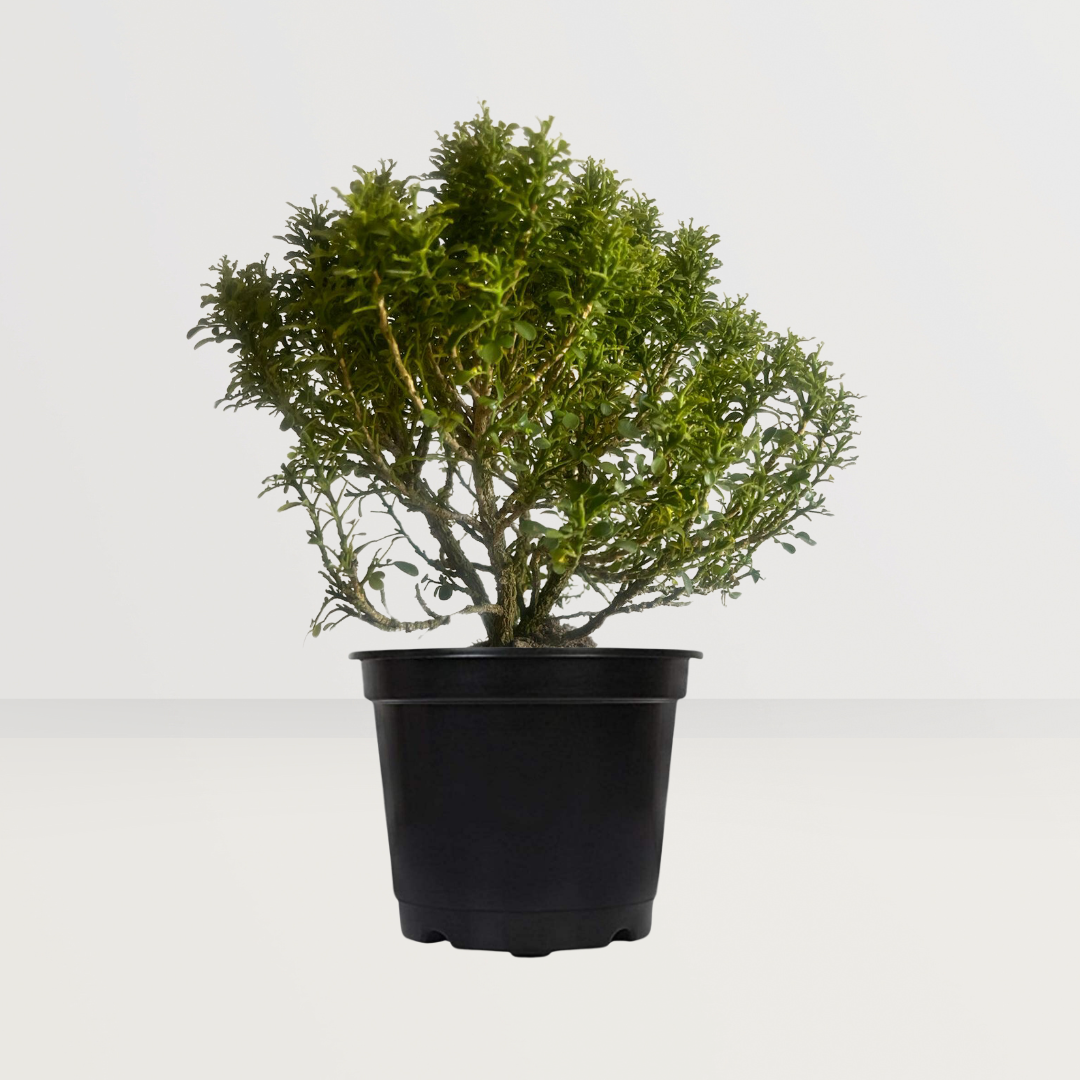 Table Kamini Plant - GardenGram