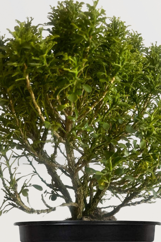 Table Kamini Plant - GardenGram