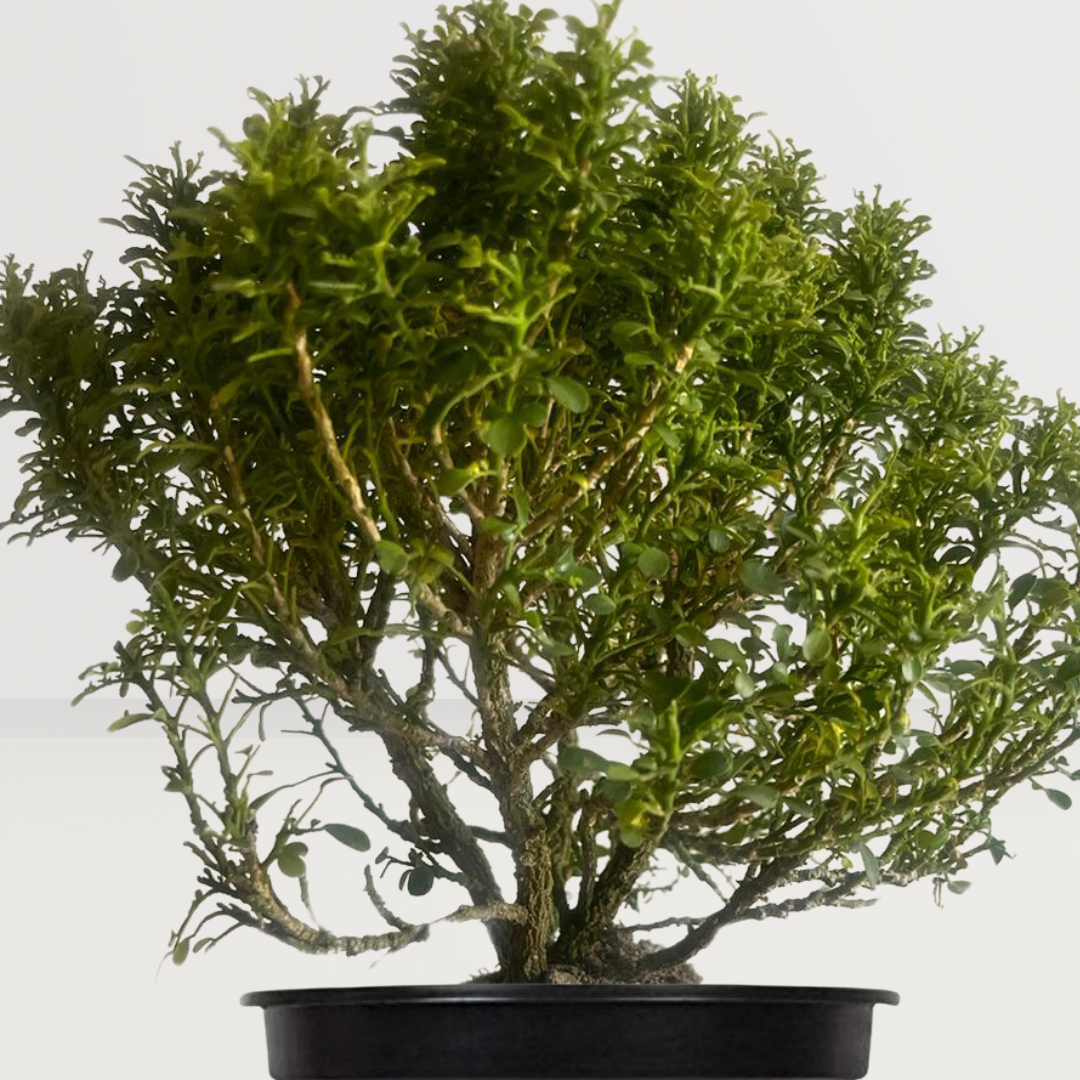 Table Kamini Plant - GardenGram