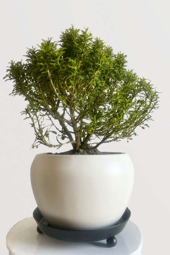 Kamini plant for table decor