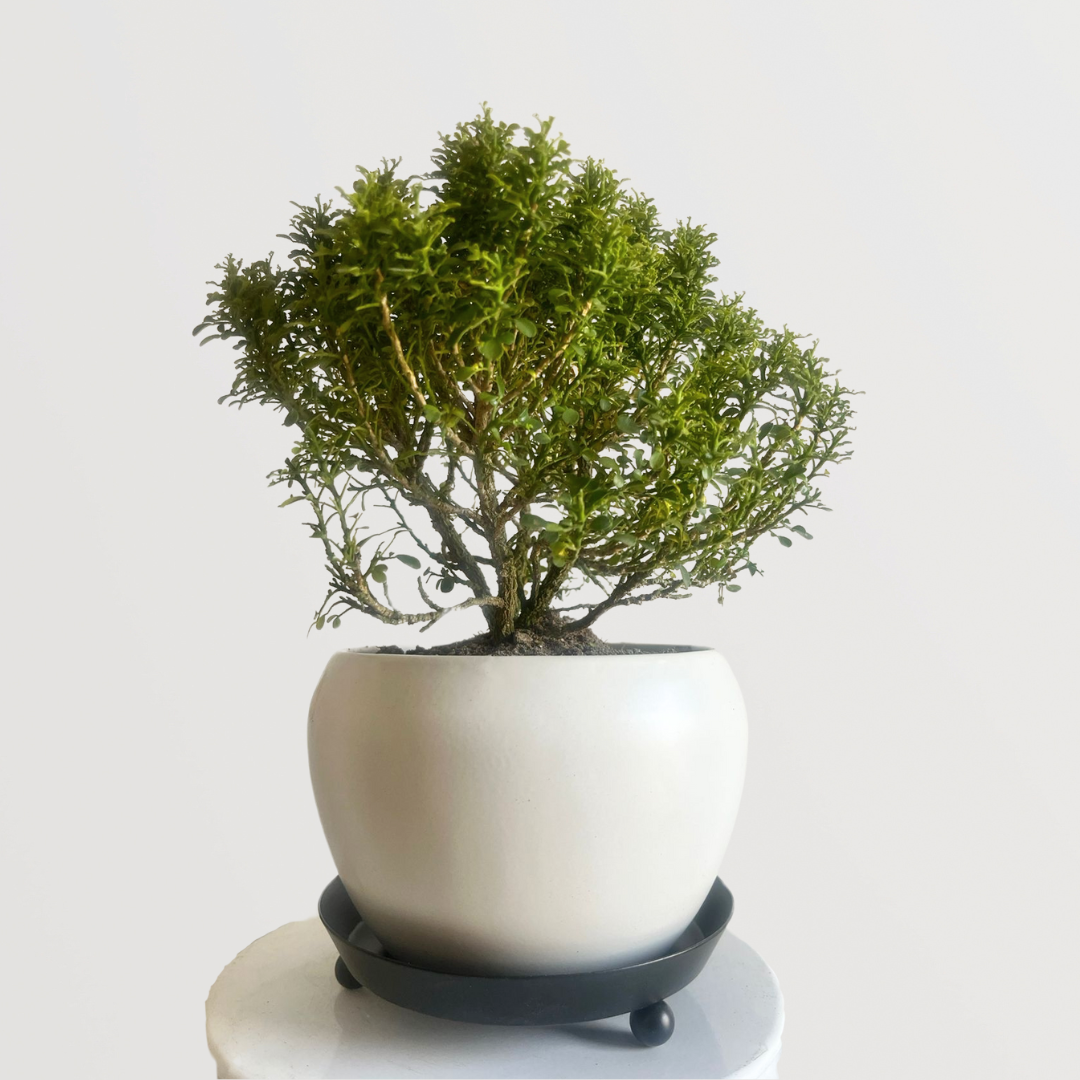 Kamini plant for table decor