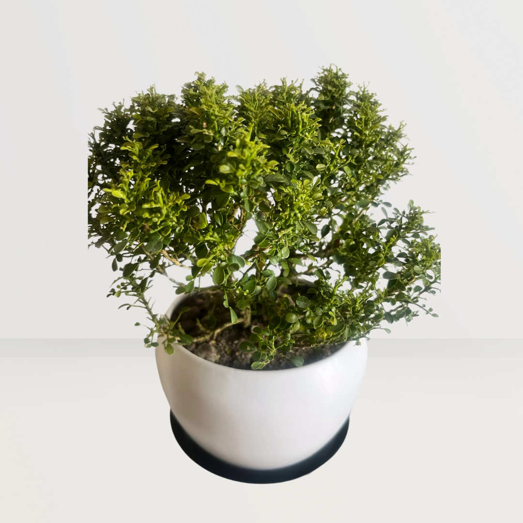 Kamini plant for table decor
