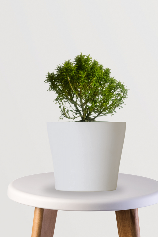 Kamini plant for table decor