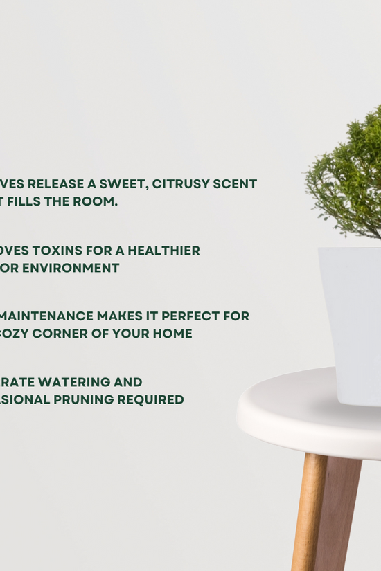 Kamini plant for table decor