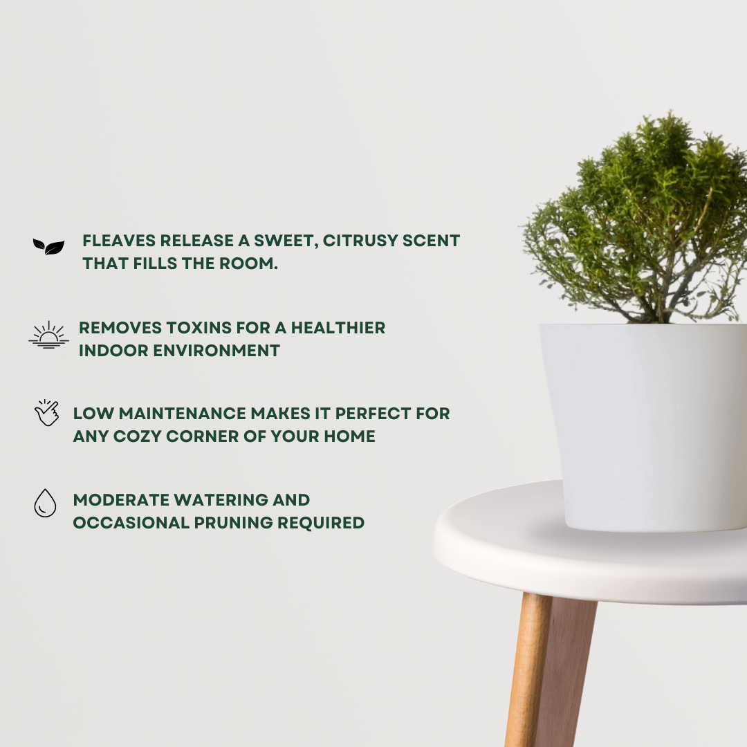 Kamini plant for table decor