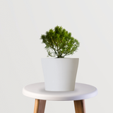 Table Kamini Plant - GardenGram