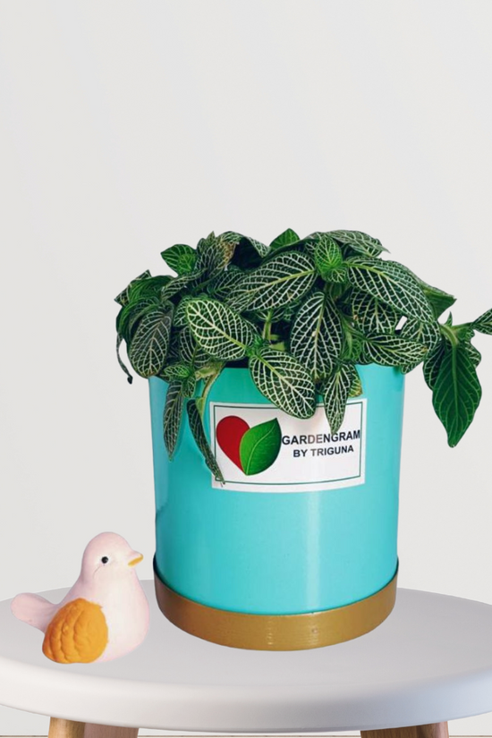 Fittonia tabletop plant in blue pot
