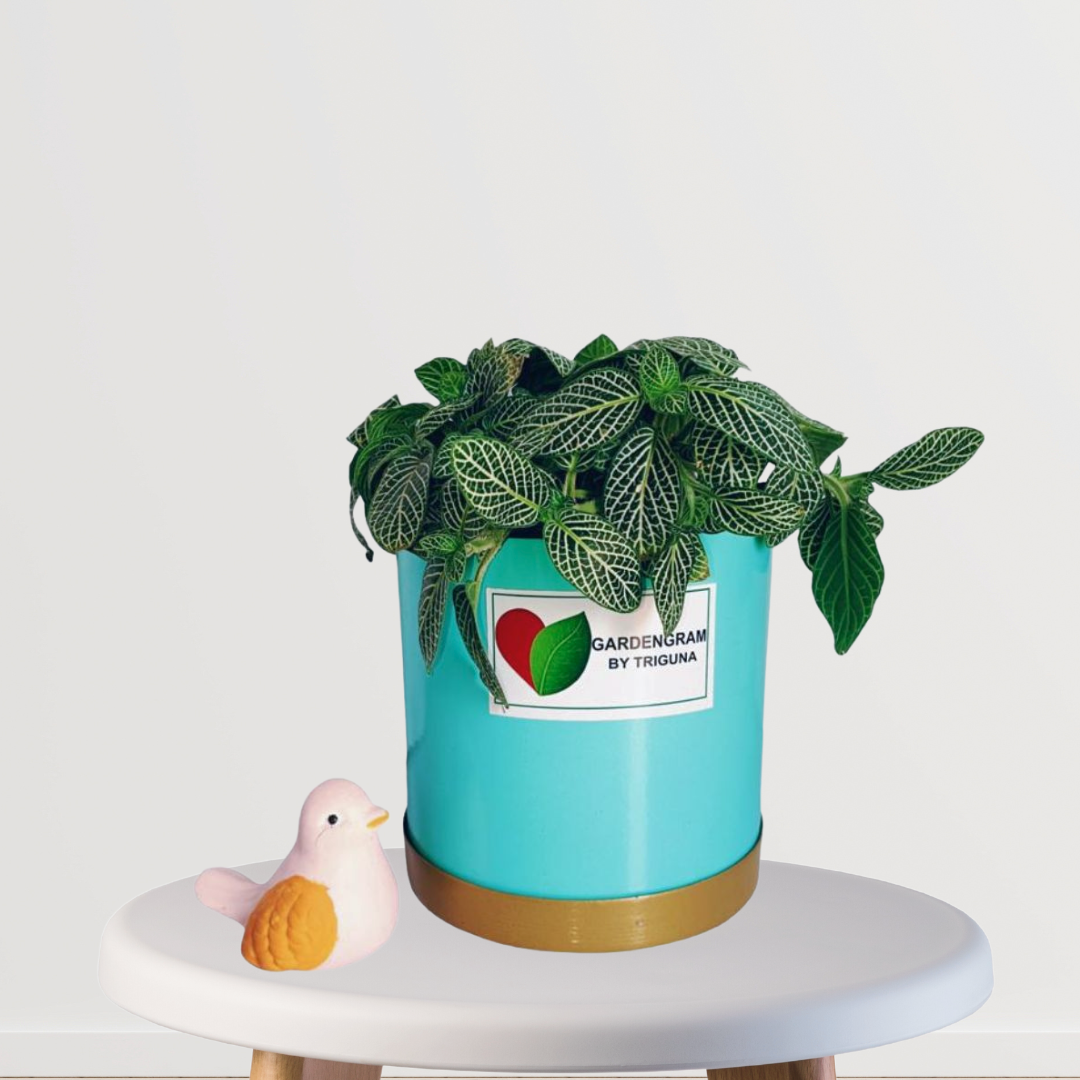 Fittonia tabletop plant in blue pot
