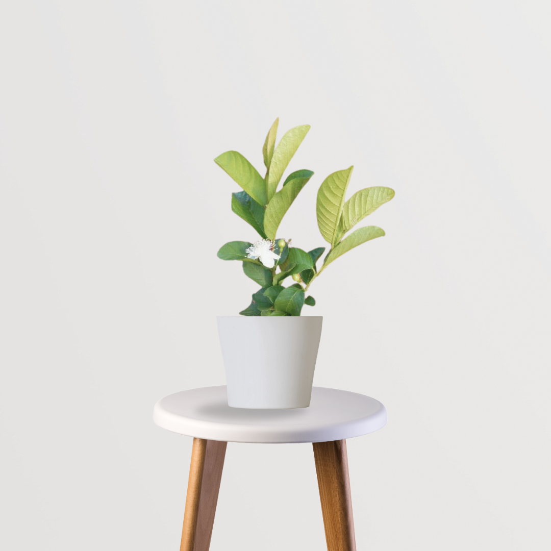 Taiwan pink guava (Amrud) plant
