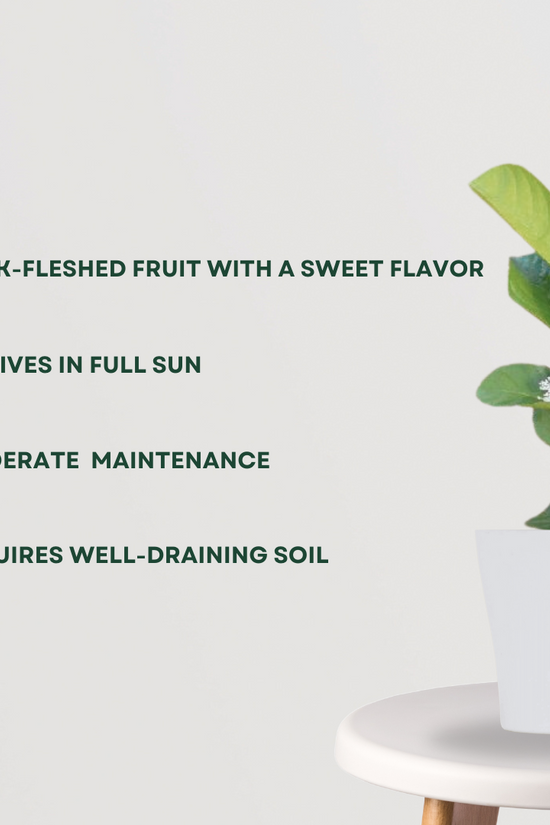 Taiwan pink guava (Amrud) plant
