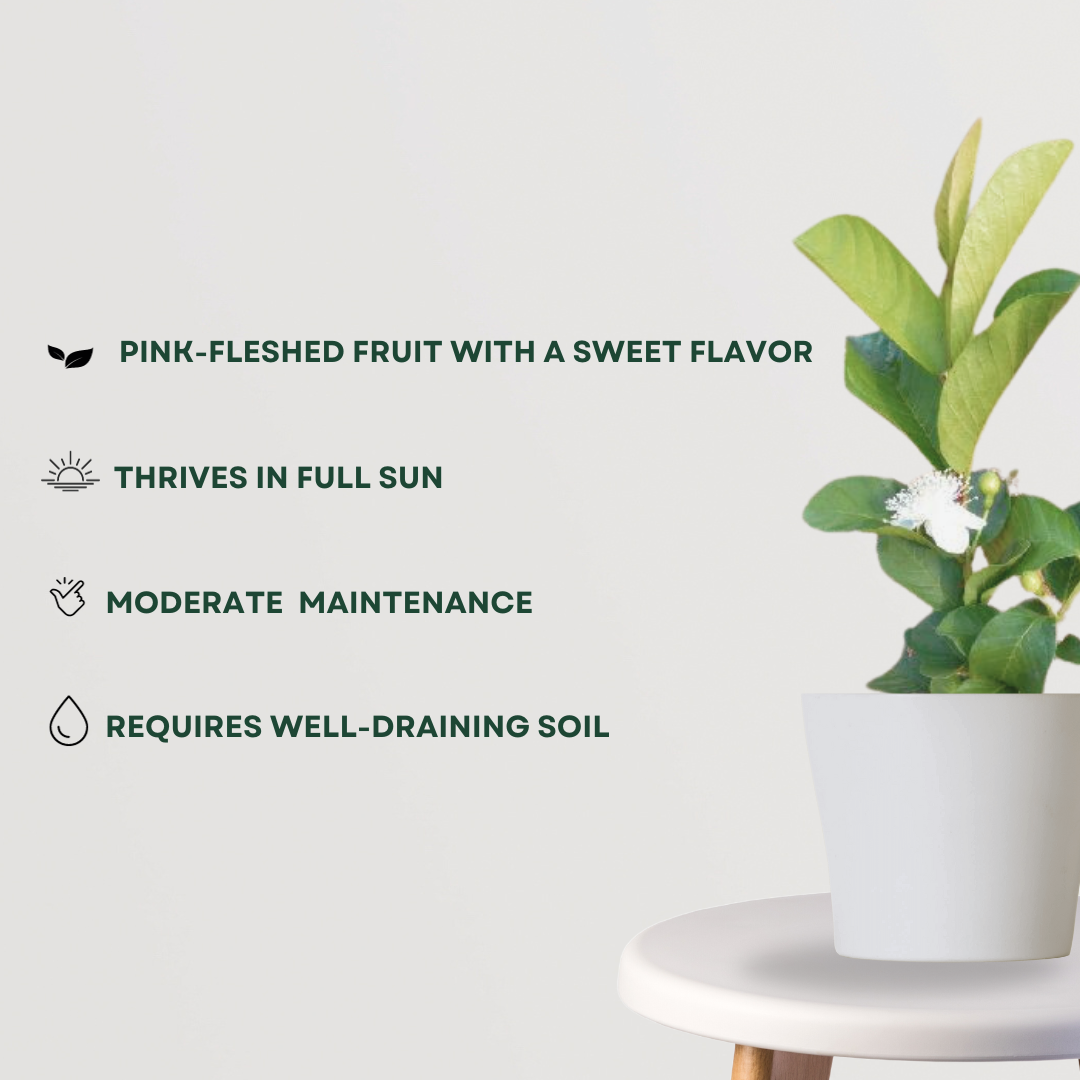 Taiwan pink Amrud guava plant
