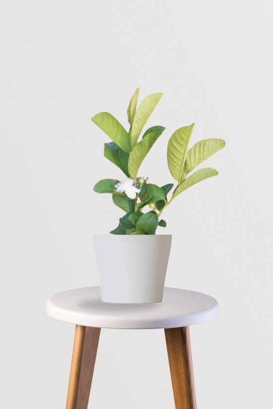 Taiwan pink Amrud guava plant
