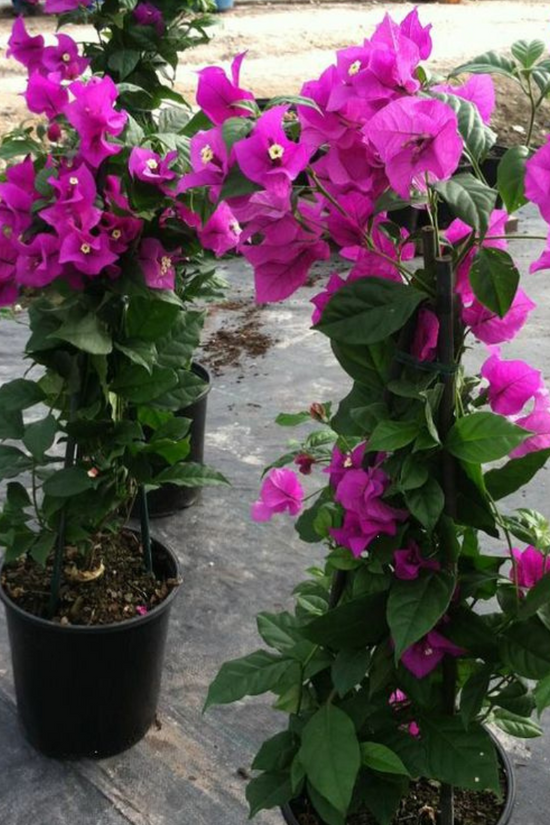 Tall Bougainvillea plants in black nursery pots