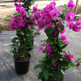 Tall Bougainvillea plants in black nursery pots