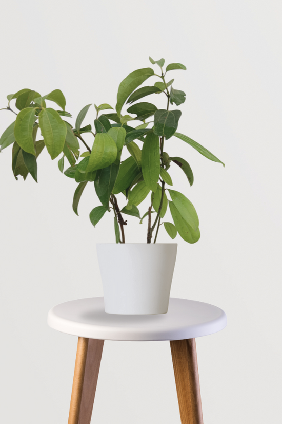 Tezpatta (bay leaf) plant
