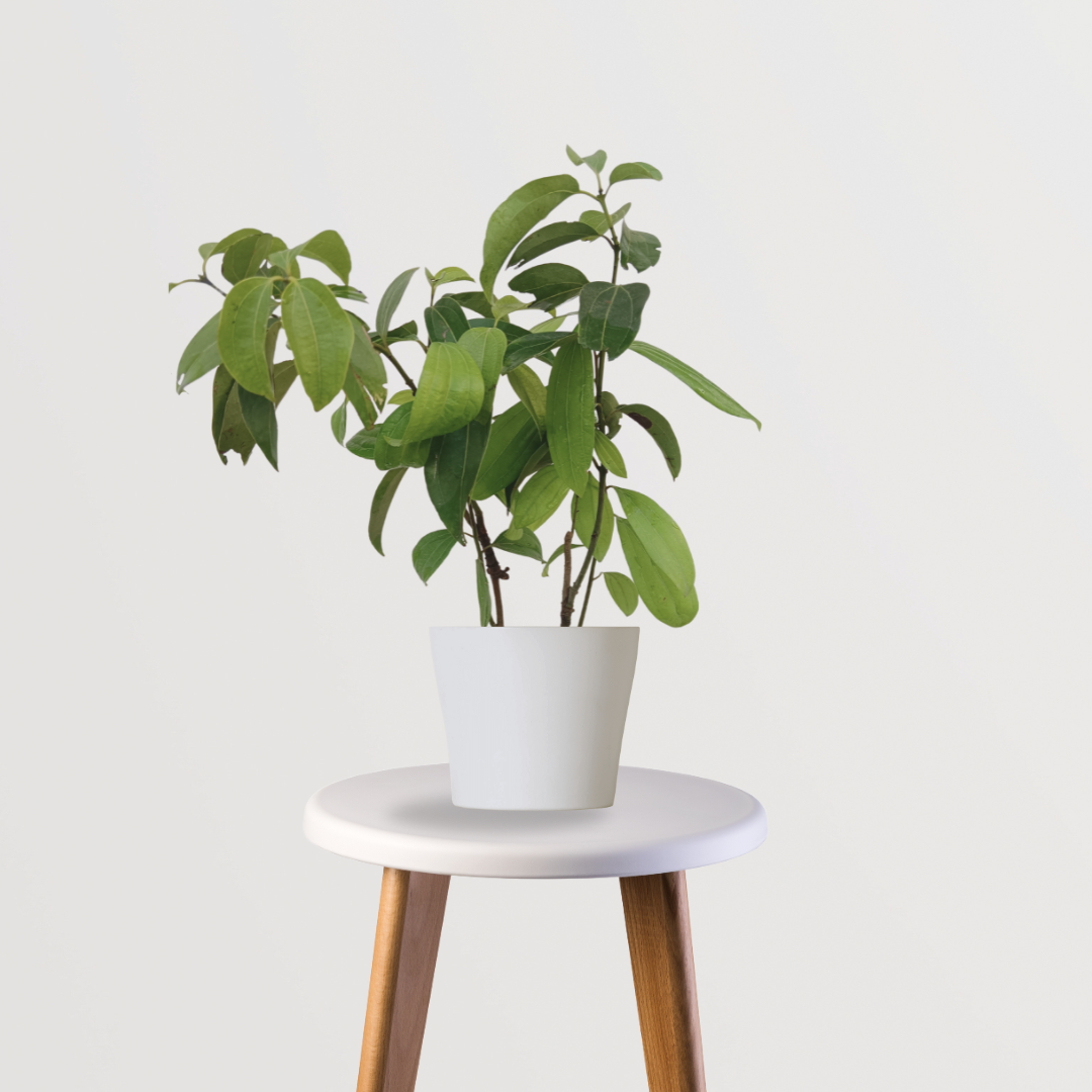 Tezpatta (bay leaf) plant
