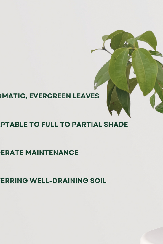 Tezpatta (bay leaf) plant
