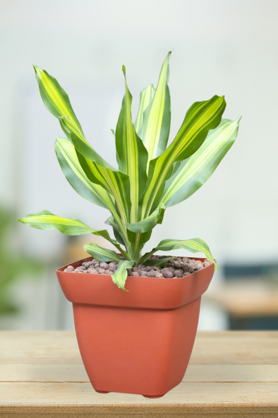 Square terracotta pot for small plants
