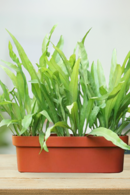 Rectangular terracotta planter for windows
