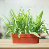 Terracotta Window Planter with Tray