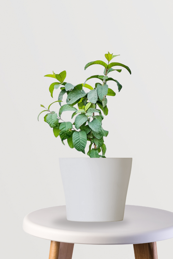 Thai 7 pink Amrud tree

