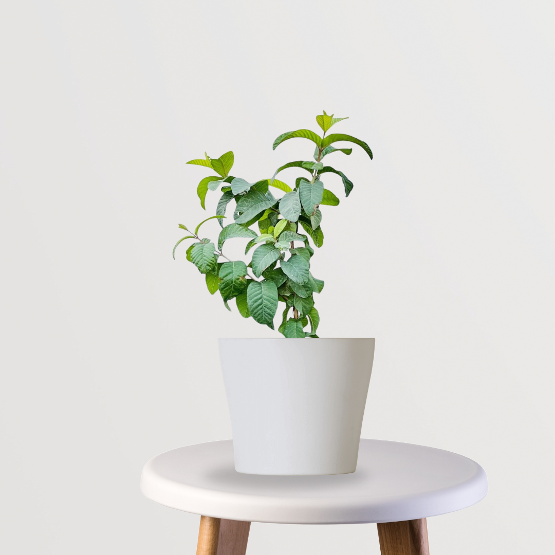 Thai 7 pink Amrud tree

