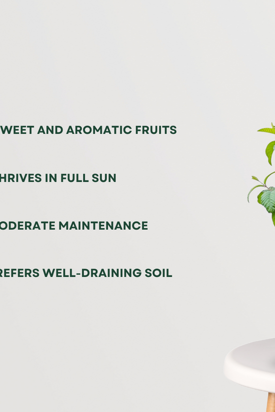 Thai 7 pink Amrud tree
