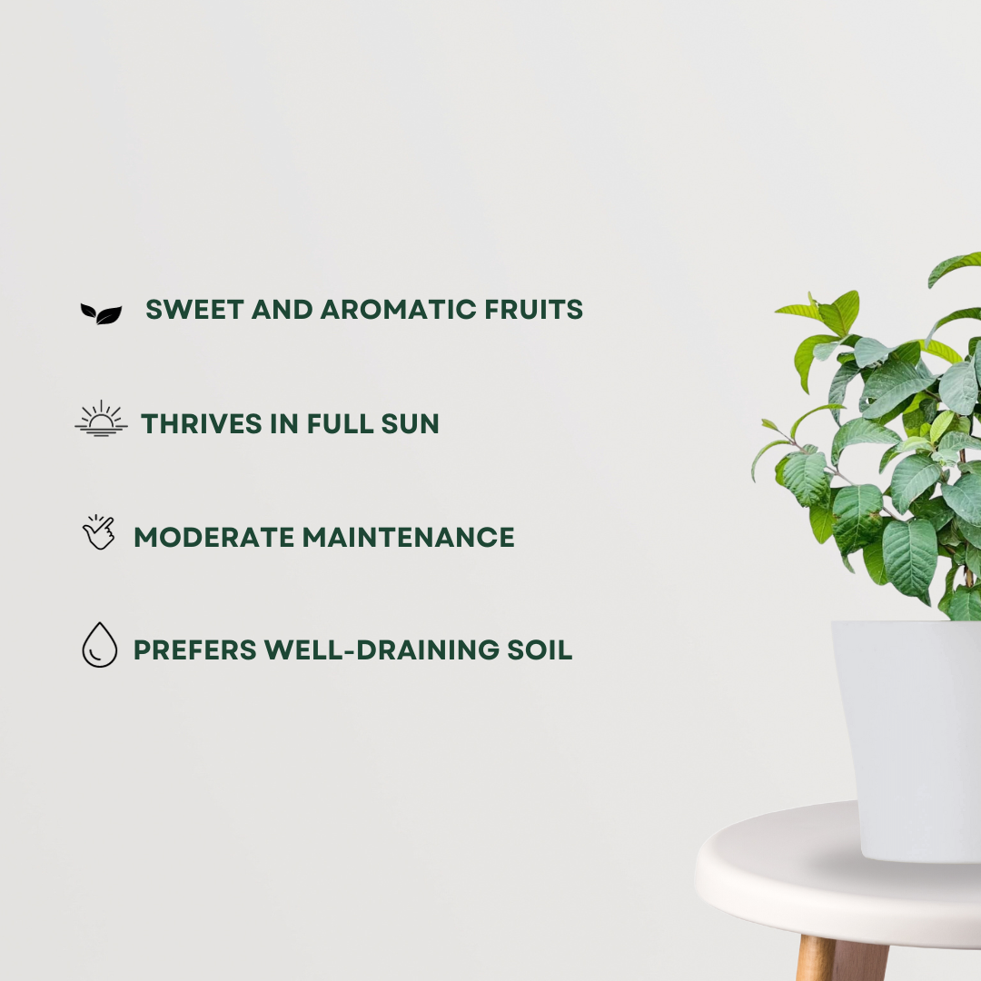 Thai 7 pink Amrud tree
