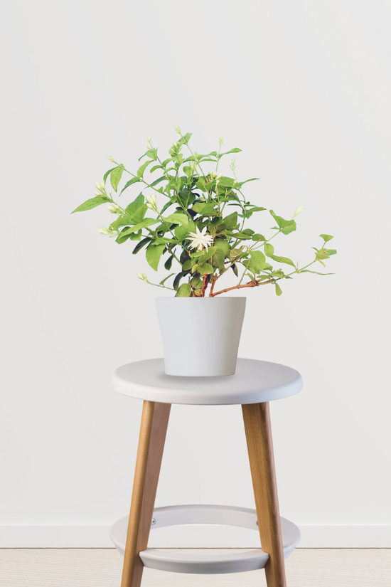 Jasmine plant – Jasminum species
