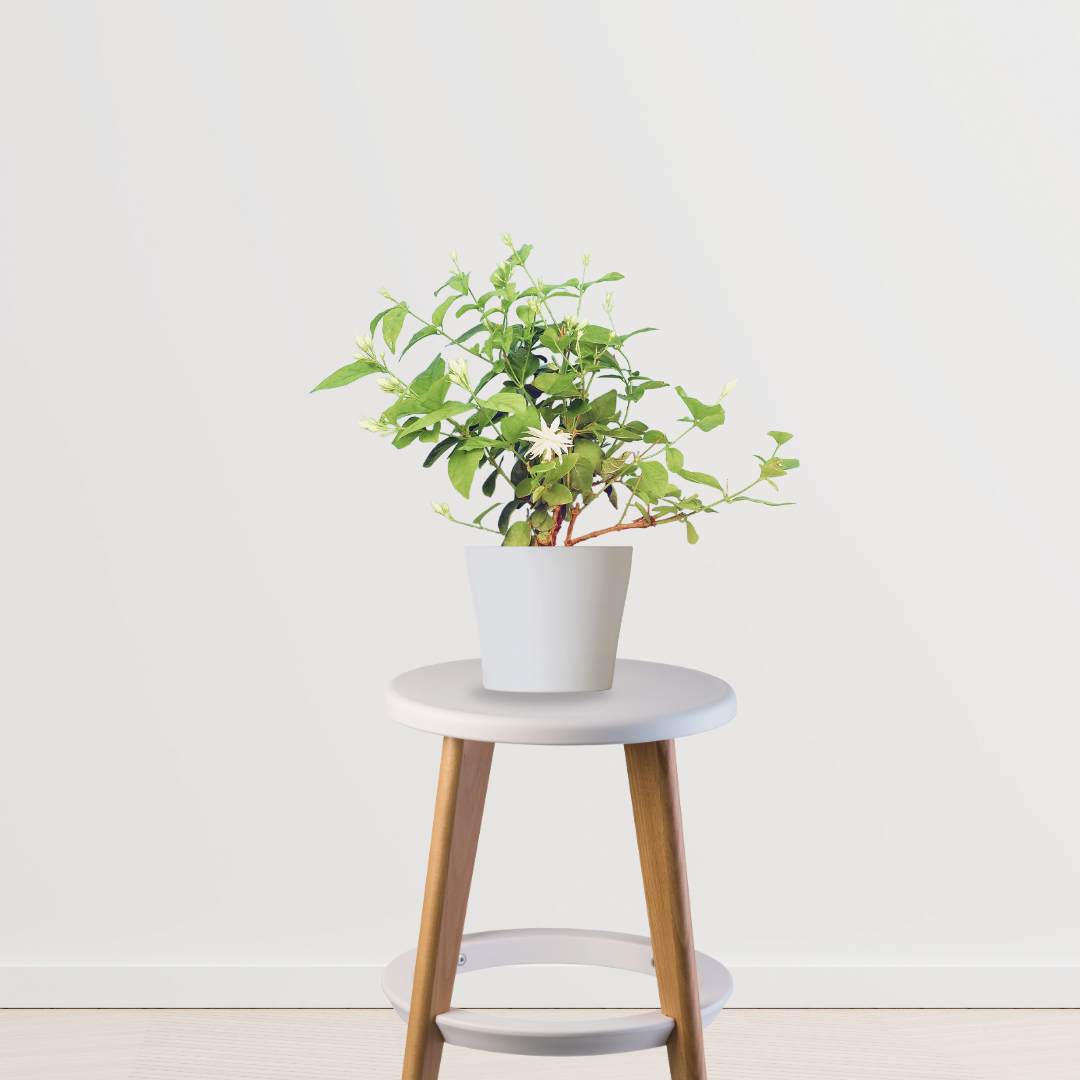 Thin Jasmine Plant (Jasminum) - Gardengram 
