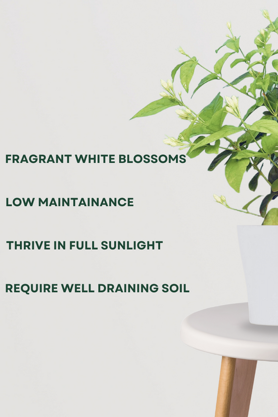 Jasmine plant – Jasminum species
