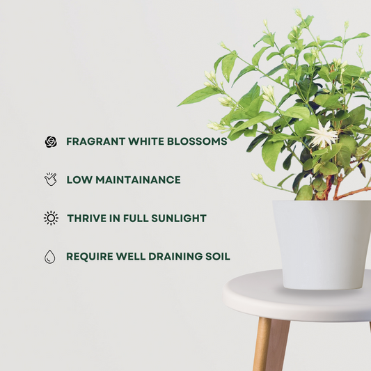 Jasmine plant – Jasminum species
