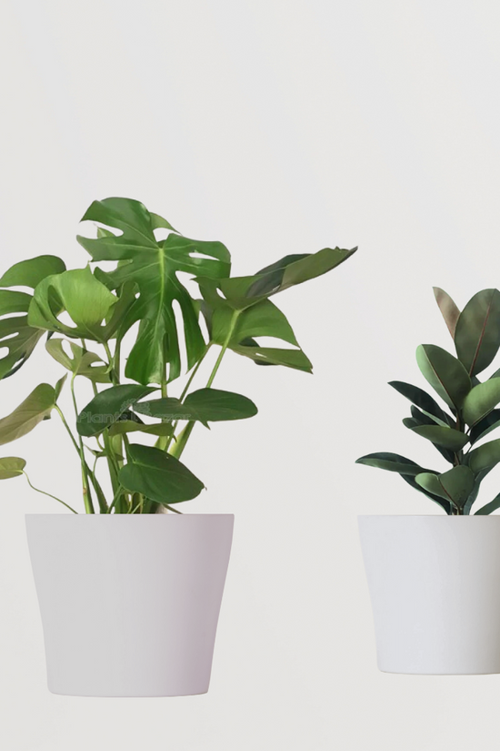 Tropical Green Plant Combo