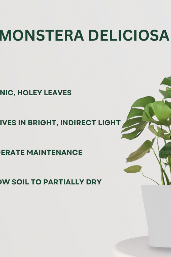 Tropical Green Plant Combo