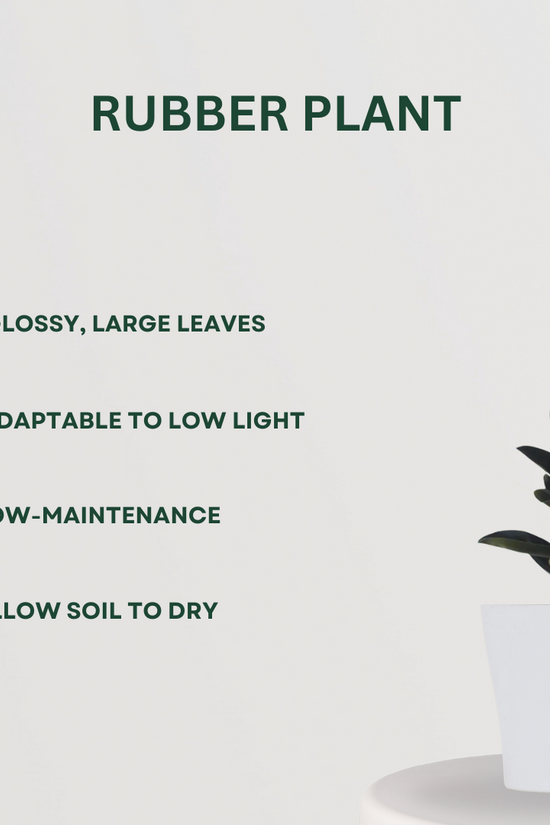 Tropical Green Plant Combo