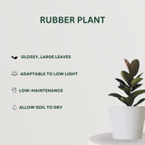 Tropical Green Combo Rubber Plant - Gardengram 