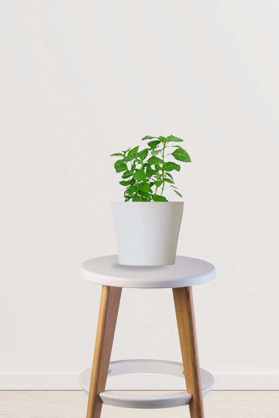 tulsi plant air purifier Tulsi Plant – Gardengram