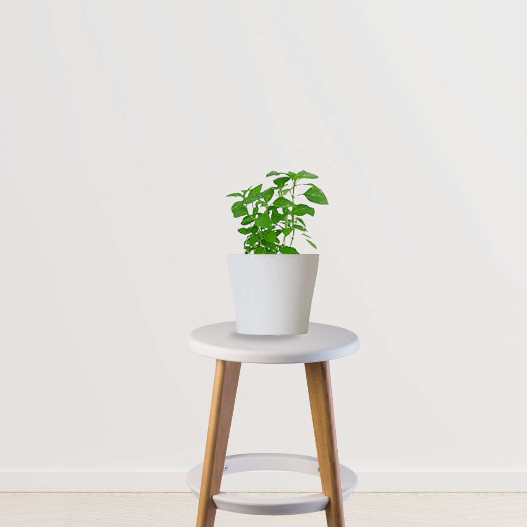 Tulsi (Holy Basil) indoor plant
