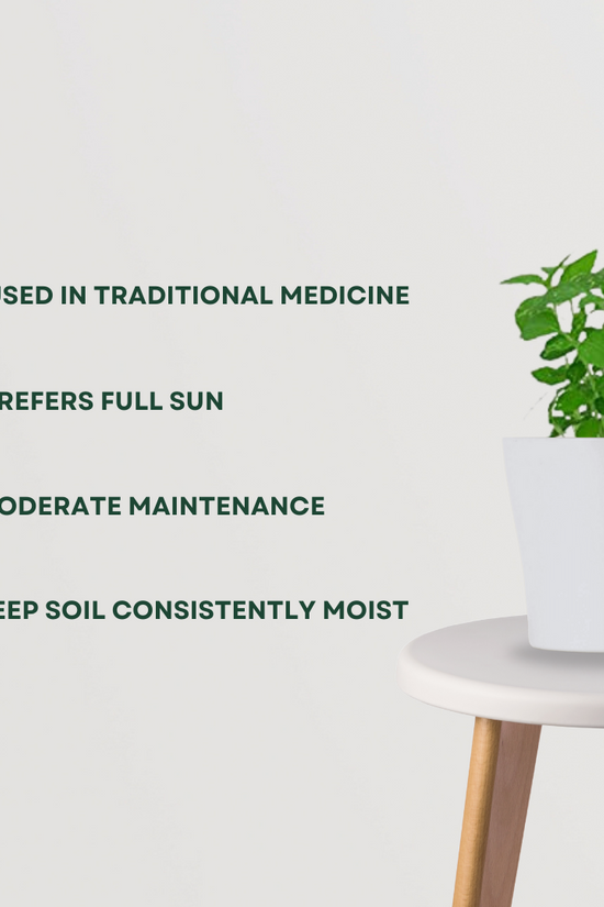 Tulsi (Holy Basil) indoor plant
