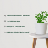 Tulsi plant Air Purifier Indoor Plants for Home/ Office - Gardengram
