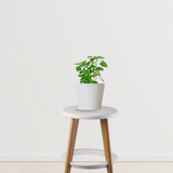 Tulsi plant Air Purifier Indoor Plants for Home/ Office