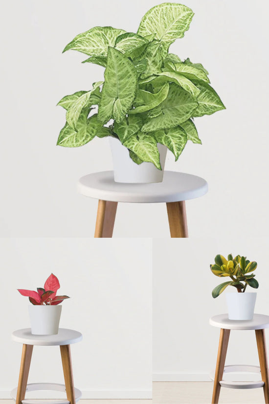 Set & Forget Combo (Jade Plant, Syngonium, Aglaonema)